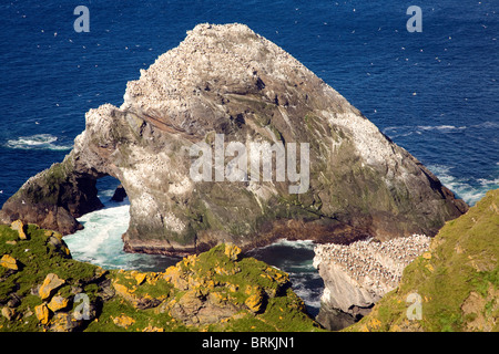 Gannett colonia su pile di mare,Hermaness, Unst, Isole Shetland Foto Stock