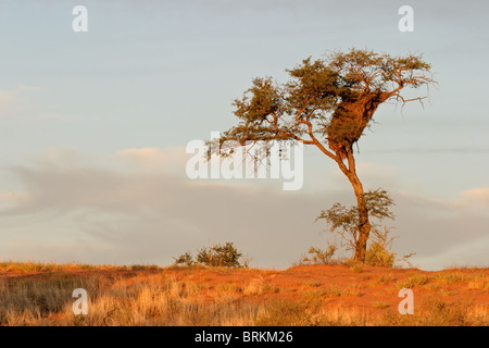 Un cammello Thorn Tree (Acacia erioloba) su una rossa duna di sabbia con socievole tessitori nido, Kgalagadi Parco transfrontaliero, Sud Africa Foto Stock