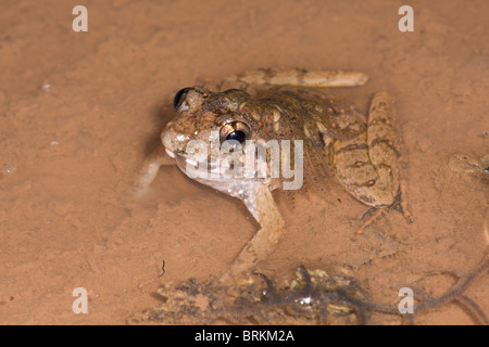 Custode ruvida Frog Limnonectes finchi con girini sul retro Foto Stock