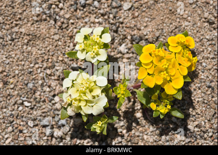 Cruckshanksia sp. Fiori Parque National Pan de Azucar Atacama (III) Il Cile America del Sud Foto Stock