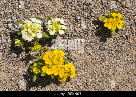 Cruckshanksia sp. Fiori Parque National Pan de Azucar Atacama (III) Il Cile America del Sud Foto Stock