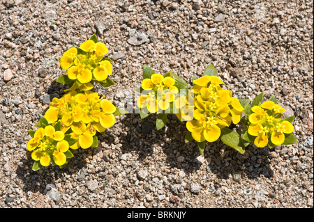 Cruckshanksia sp. Fiori Parque National Pan de Azucar Atacama (III) Il Cile America del Sud Foto Stock