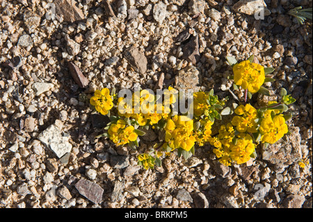 Rosita (Cruckshanksia sp.) Fiori Parque National Pan de Azucar Atacama (III) Il Cile America del Sud Foto Stock