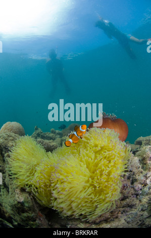 I subacquei su false clown anemonefish in anemone, Gayana Eco-Resort, Gaya Island, Sabah, Malaysia orientale. Foto Stock