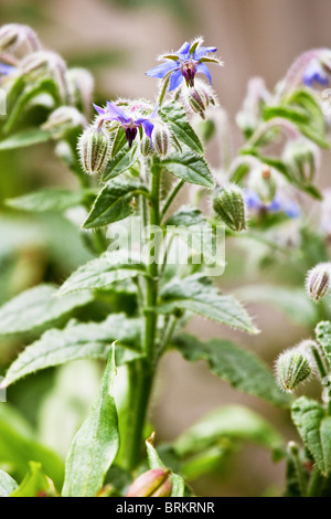 La borragine anche nessuno come la stella flower è un'erba noto per le sue proprietà medicinali Foto Stock