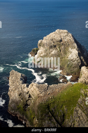 Gannett colonia su pile di mare,Hermaness, Unst, Isole Shetland Foto Stock