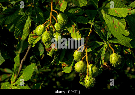 Primo piano di alberi di castagno Cavallo conker conker in Autunno (aesculus hippocastanum) Inghilterra Regno Unito GB Gran Bretagna Foto Stock