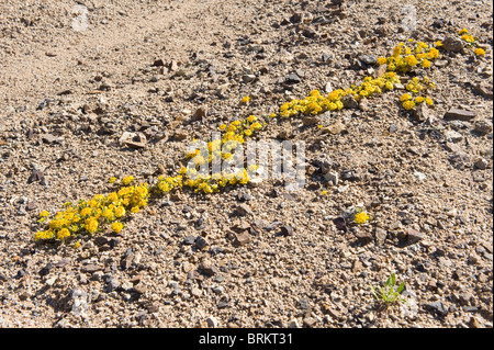 Cruckshanksia sp. Fiori Parque National Pan de Azucar Atacama (III) Il Cile America del Sud Foto Stock