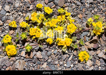 Cruckshanksia sp. Fiori Parque National Pan de Azucar Atacama (III) Il Cile America del Sud Foto Stock