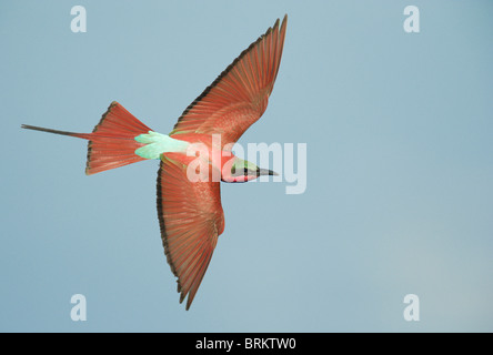 Southern Carmine bee eater in volo Foto Stock