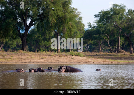 Un pod di ippopotamo nel lungo le piscine di Mana Pools osservata contro un bosco Feidherbia Foto Stock