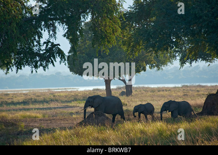 Una mandria di elefanti a piedi nei boschi Feidherbia con il fiume Zambezi in background Foto Stock