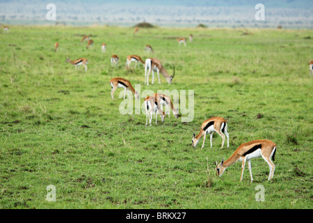 Allevamento di Thompson gazelle sul pascolo Masai Mara plains Foto Stock