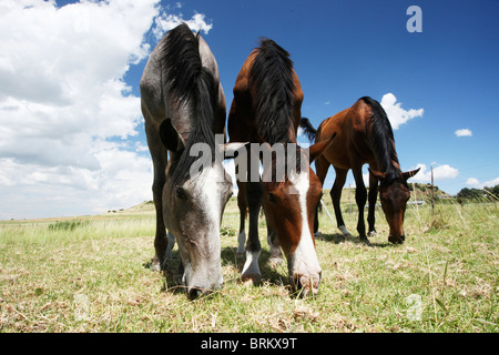 Basso angolo di vista i cavalli giovani pascolare in un campo con due piedi affiancati e uno all'indietro Foto Stock