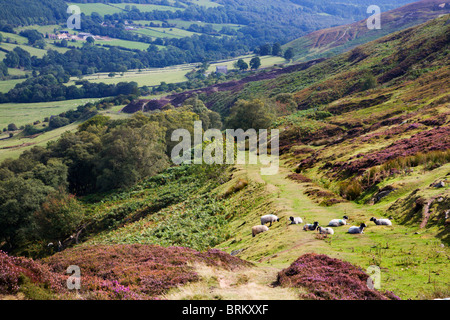 Percorso nella Rosedale dalla Banca Top North Yorkshire, Inghilterra Foto Stock