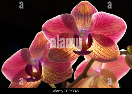 Phalaenopsis Orchid Maria Teresa 3 Foto Stock