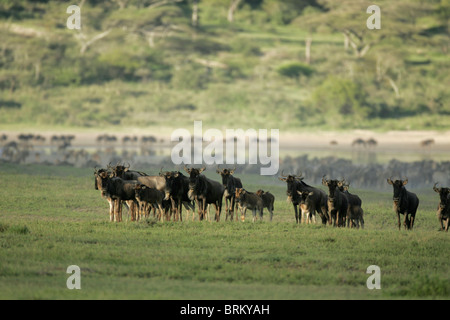 Vista panoramica di una mandria di lunga barba bianca di GNU Foto Stock