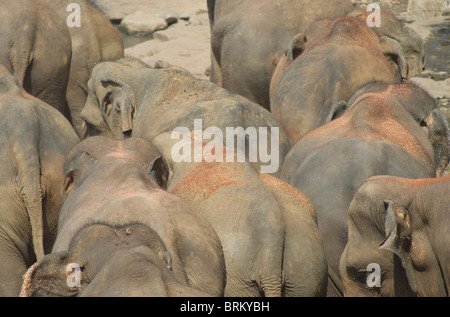 Un branco di elefanti in procinto di entrare il Ma Oya fiume dello Sri Lanka coperti in terra rossa Foto Stock