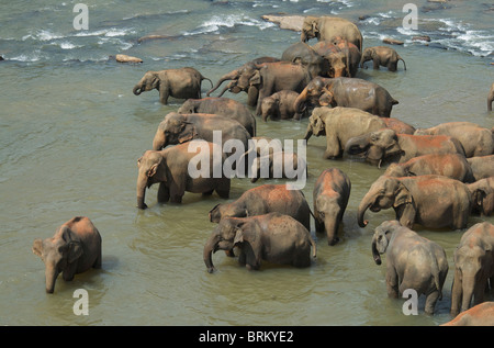 Un branco di elefanti nel Ma Oya fiume dello Sri Lanka Foto Stock
