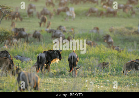 Lone bianco-barbuto gnu allevamento su sulle pianure pascolare durante la loro migrazione, Foto Stock