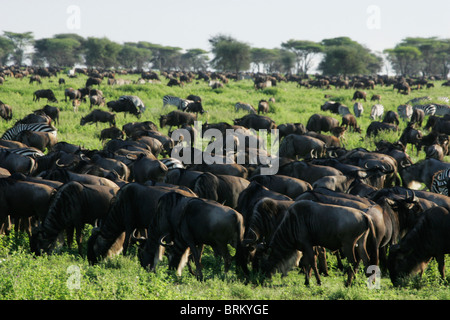 White-barbuto gnu e zebra di pascolare su una verde pianura durante la migrazione Foto Stock