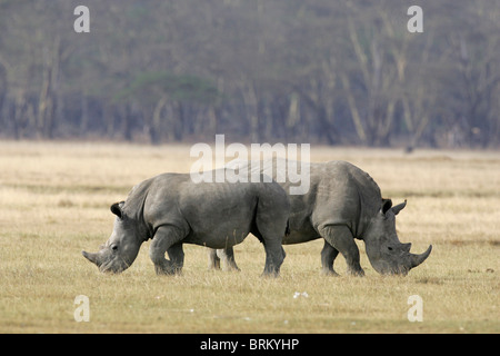 Coppia di rinoceronte bianco inginocchiato con le loro facce in direzioni opposte al pascolo Foto Stock