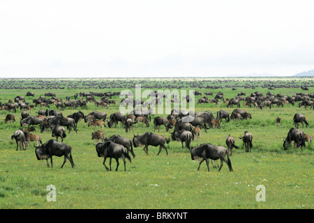 White-barbuto gnu sulla migrazione Foto Stock