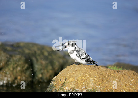 Pied kingfisher con un pesce nel becco arroccata su una roccia Foto Stock