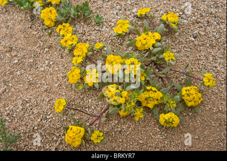 Cruckshanksia sp. Fiori Parque National Pan de Azucar Atacama (III) Il Cile America del Sud Foto Stock