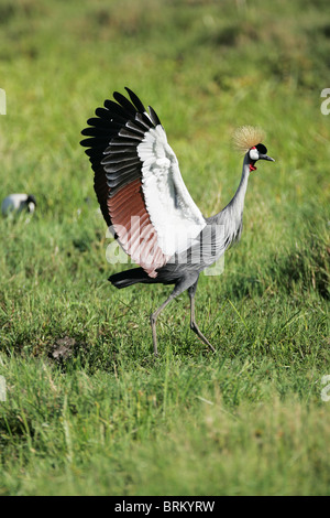 Un Crowned Crane sbarco sulla terra con ali teso verso l'alto Foto Stock