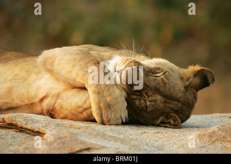 Leonessa giacente sul suo lato dormire Foto Stock