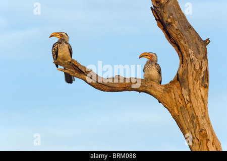 Due giallo-fatturati Hornbills appollaiato a secco su un ramo di un albero Foto Stock