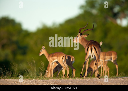 Un impala ram con giovani impala Foto Stock