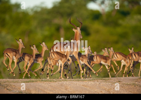 Un impala ram in esecuzione con un allevamento di giovani impala Foto Stock