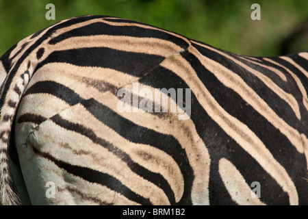 Side-on close up di un Burchell's zebra scamone che mostra dove un vecchio ferita guarisce con le strisce ora discordanti Foto Stock