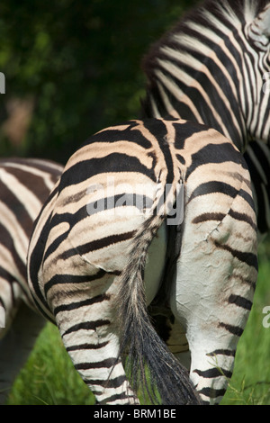 Vista posteriore di un Burchell's zebra scamone che mostra segni di predator guarito le ferite con le strisce ora discordanti Foto Stock