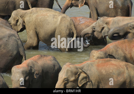 Un branco di elefanti nel Ma Oya fiume dello Sri Lanka bere e lavarsi Foto Stock