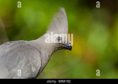 Grigio Lourie o andare lontano Bird Foto Stock