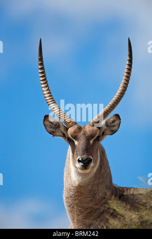 Un ritratto di un waterbuck contro un cielo blu Foto Stock