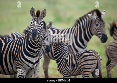 Una madre zebra girare la testa lontano dalla sua giovane puledro chi è in cerca di attenzione Foto Stock