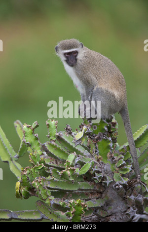 Una scimmia Vervet seduto su una Euphorbia Foto Stock