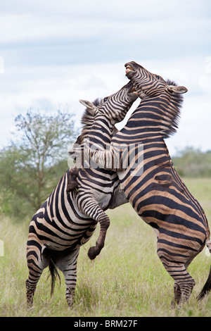 Due maschio zebre sulle loro gambe di cerva combattimenti e mordere ogni altro Foto Stock