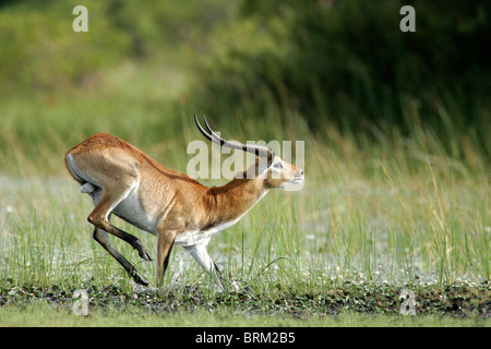 Red lechwe ram in movimento con i suoi quarti posteriori ancora in aria Foto Stock