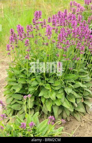 Heilziest - Viola betony 01 Foto Stock