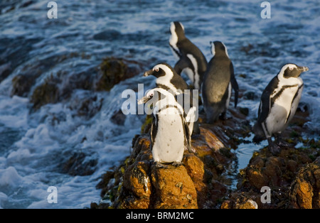 Pinguino africano in piedi sulle rocce ensoleillement stessi Foto Stock