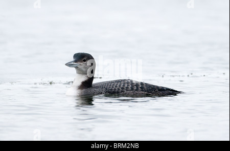 Great Northern Diver (Common Loon) Gavia immer in inverno piumaggio a Whitlingham Country Park Norwich Norfolk inverno Foto Stock