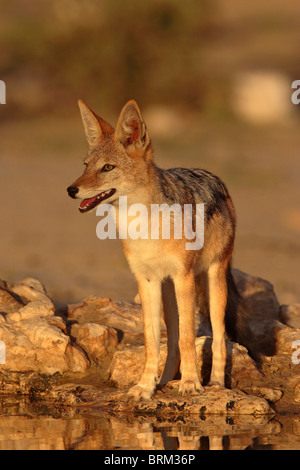 Nero-backed jackal in piedi in un waterhole Foto Stock
