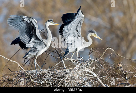 A testa nera heron pulcini su un nido Foto Stock