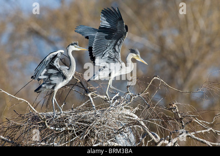 A testa nera heron pulcini su un nido Foto Stock