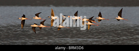 Black-winged stilt gregge in volo sopra l'acqua Foto Stock